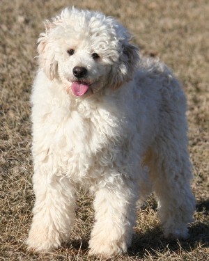 Miniature poodle puppy